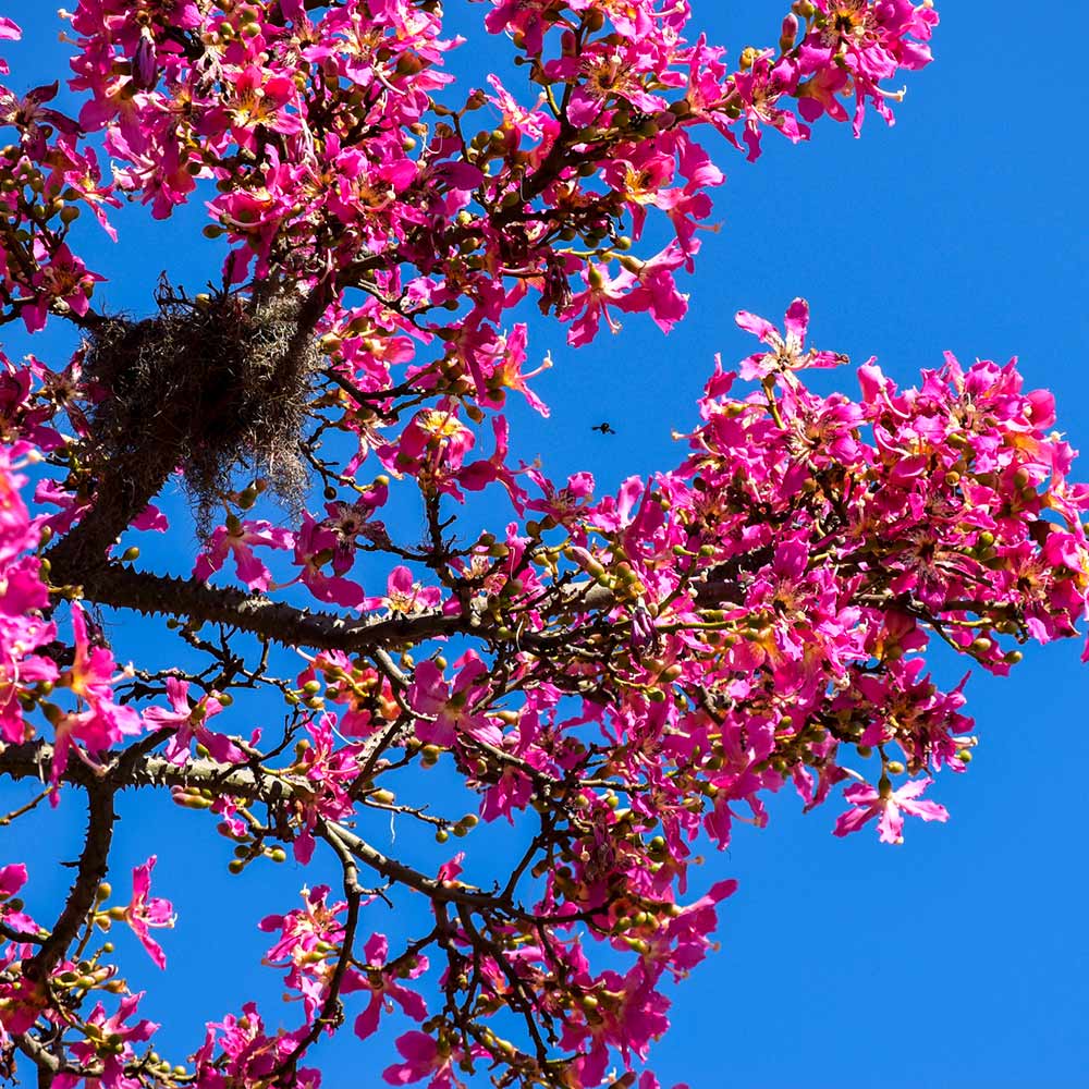 Pink Silk Floss Tree - Image 7