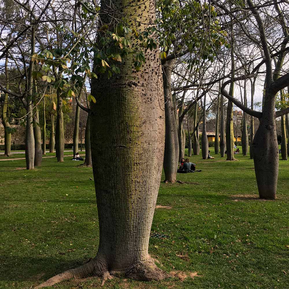 Pink Silk Floss Tree - Image 8