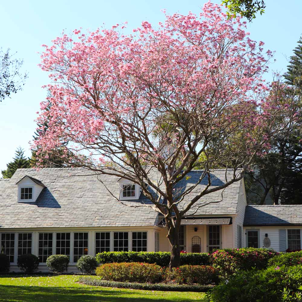 Pink Trumpet Tree - Image 5