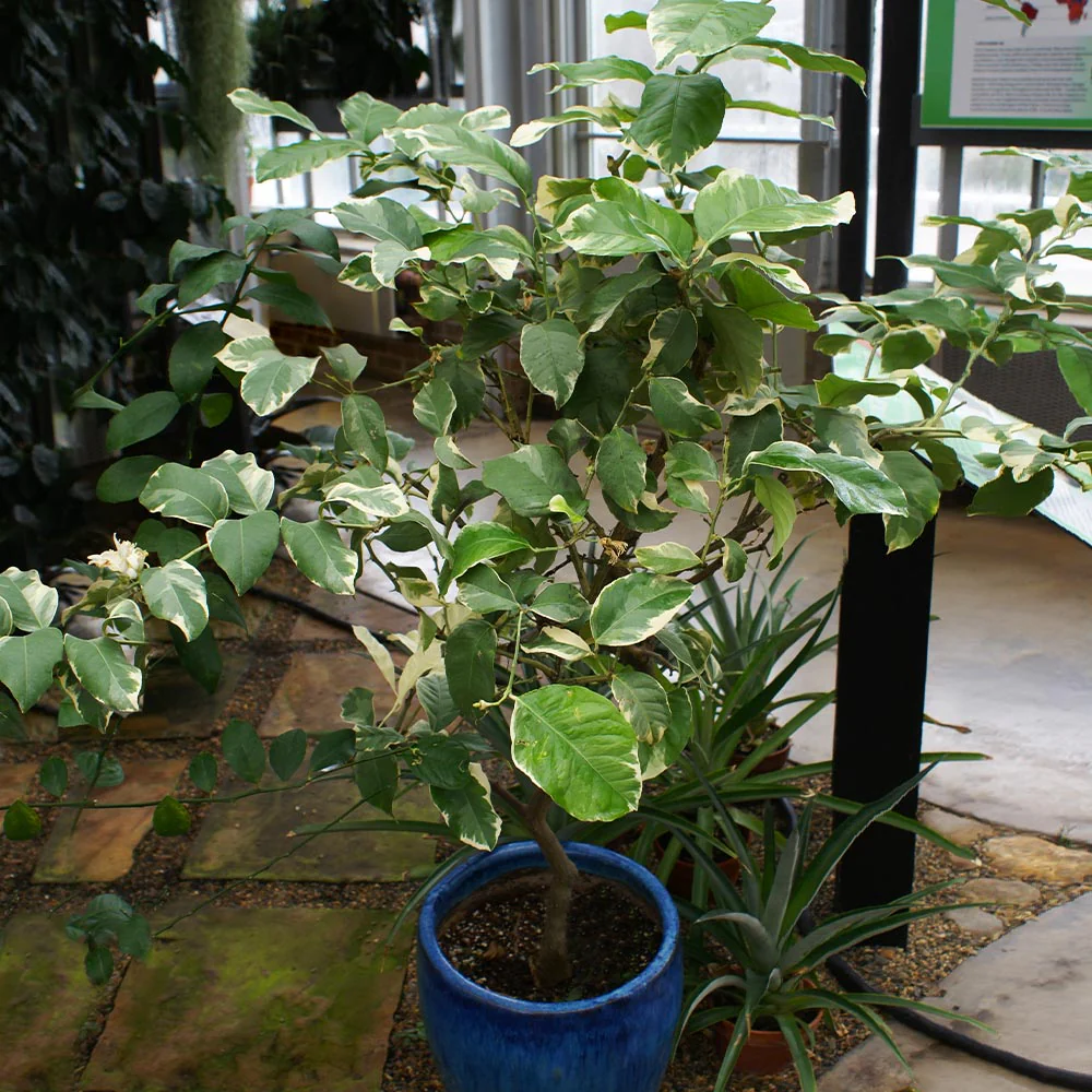 Pink Variegated Eureka Lemon Tree - Image 3