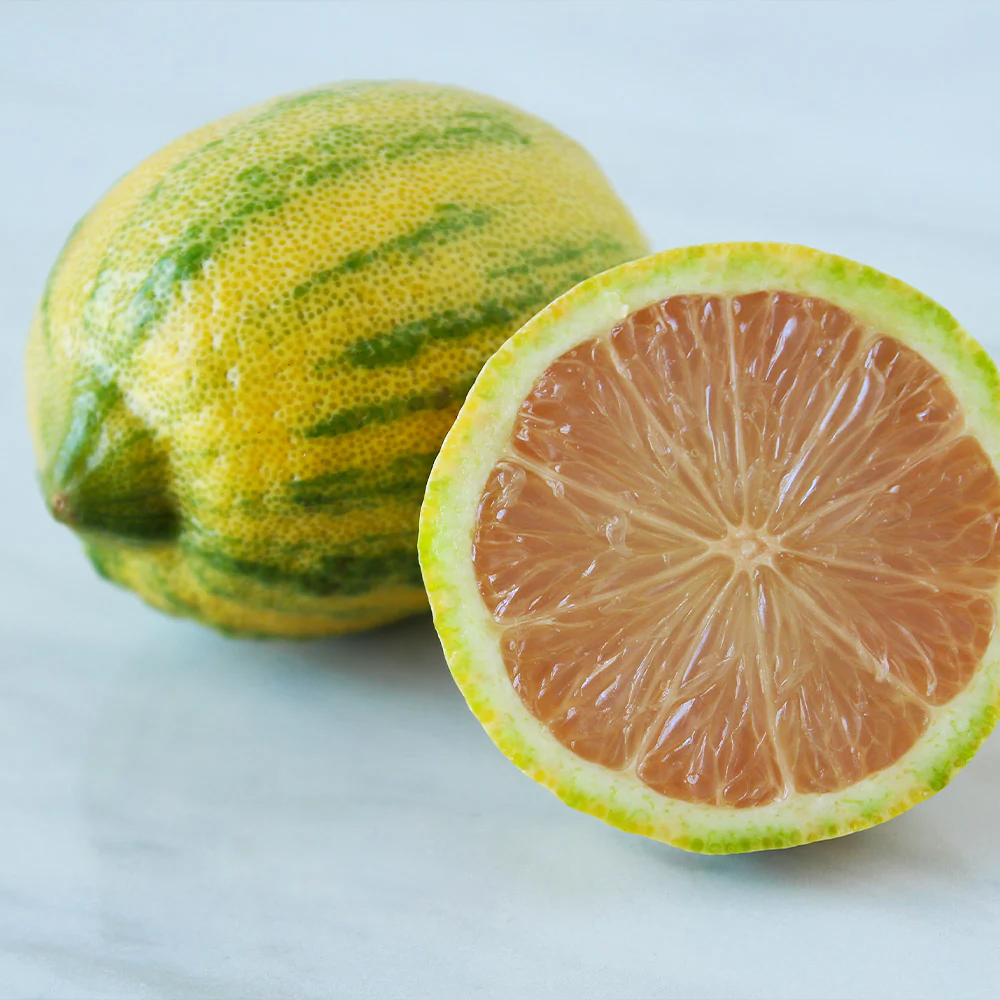 Pink Variegated Eureka Lemon Tree - Image 5