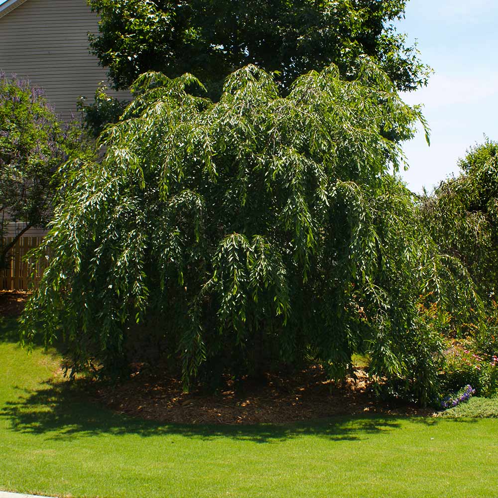 Double Pink Weeping Cherry Tree - Image 3