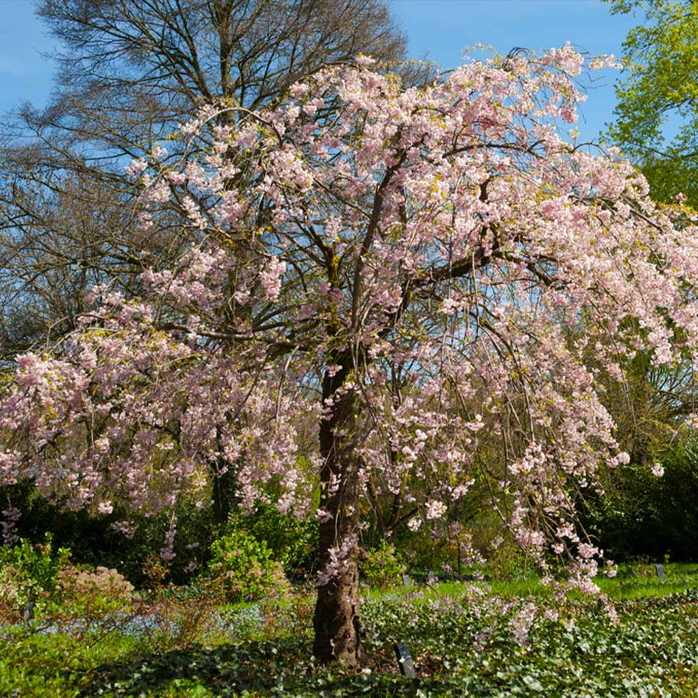 Double Pink Weeping Cherry Tree - Image 4