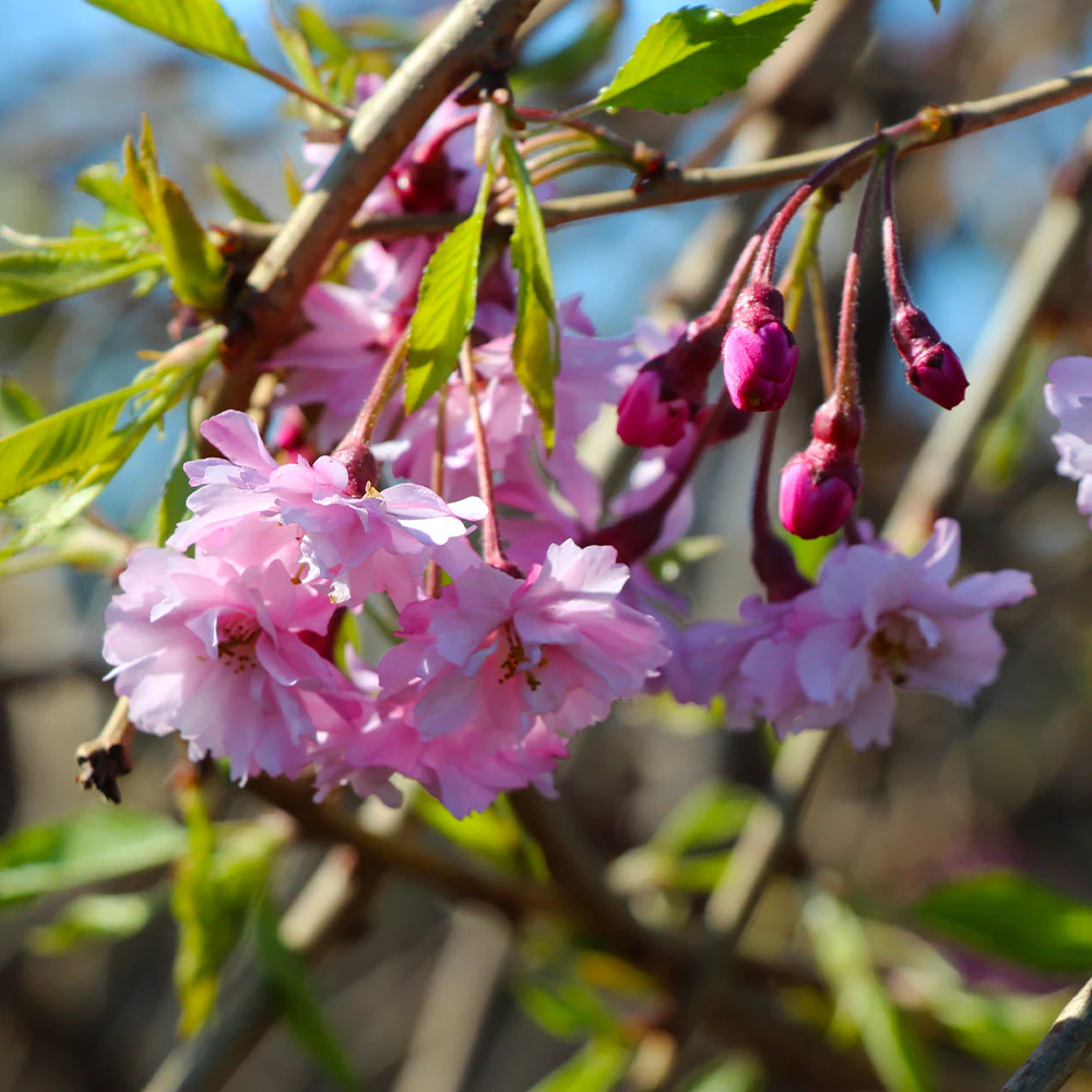 Double Pink Weeping Cherry Tree - Image 5