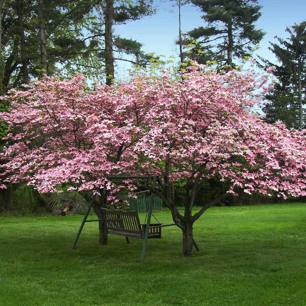 Pink Dogwood Tree - Image 3