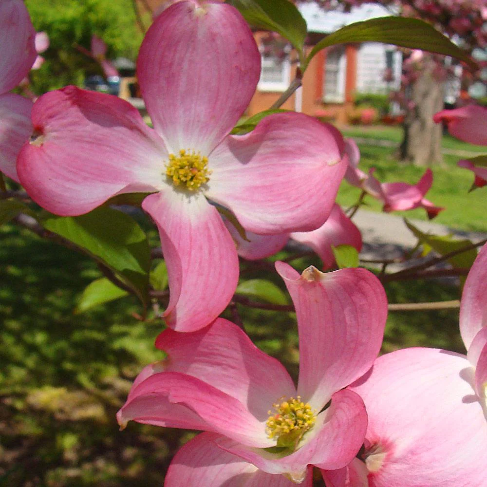 Pink Dogwood Tree - Image 4