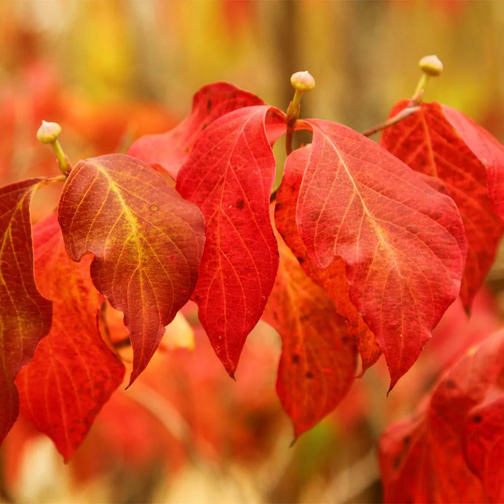 Pink Dogwood Tree - Image 5