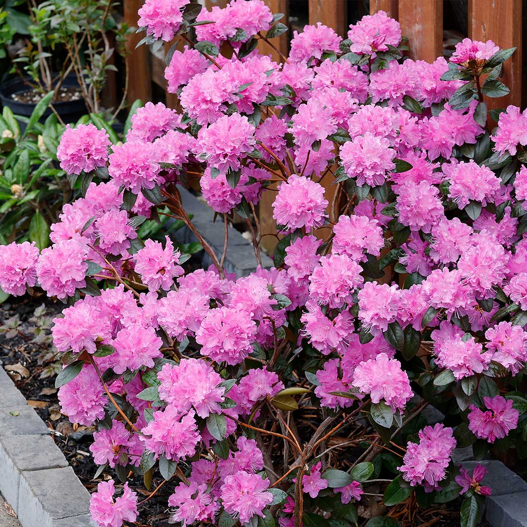 PJM Elite Rhododendron Shrub - Image 2