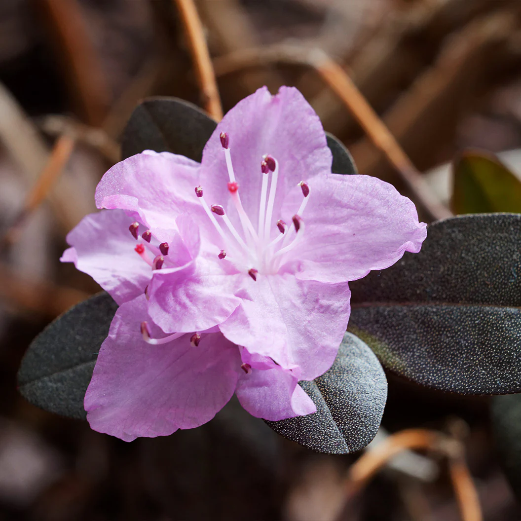 PJM Elite Rhododendron Shrub - Image 3