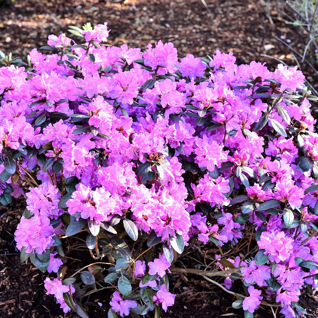 PJM Elite Rhododendron Shrub - Image 4