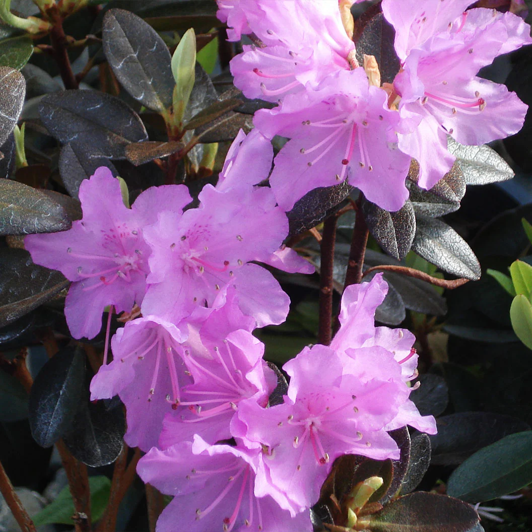 PJM Elite Rhododendron Shrub - Image 5