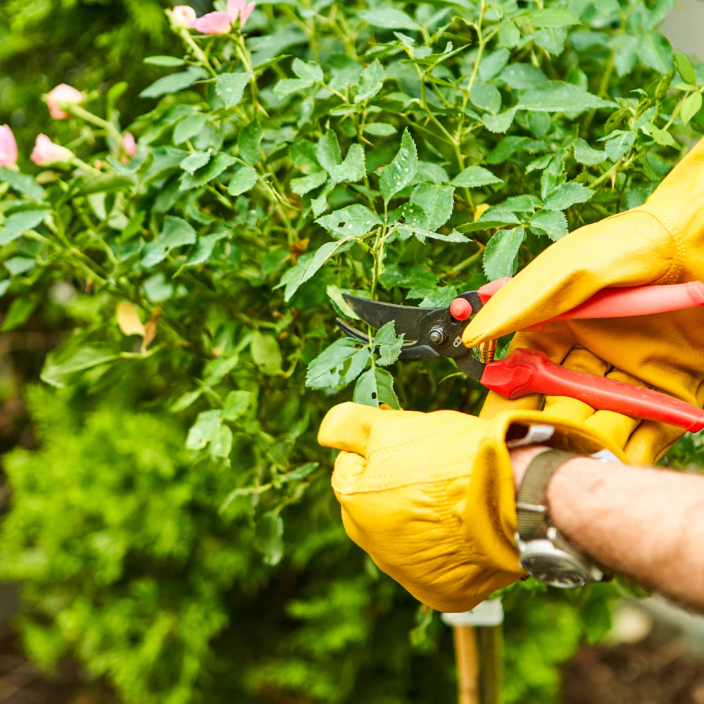 Expert Consultation: Plant Care - Image 3