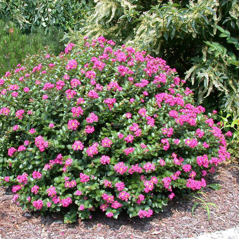 Pocomoke Crape Myrtle Shrub - Image 2