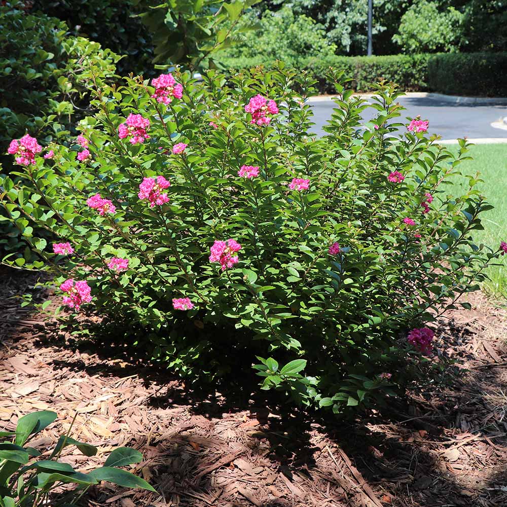 Pocomoke Crape Myrtle Shrub - Image 3