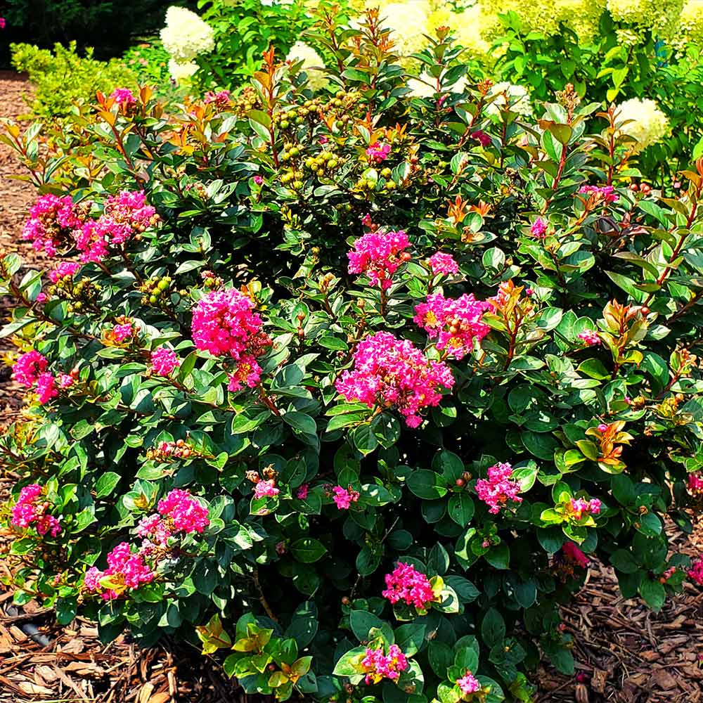 Pocomoke Crape Myrtle Shrub - Image 4
