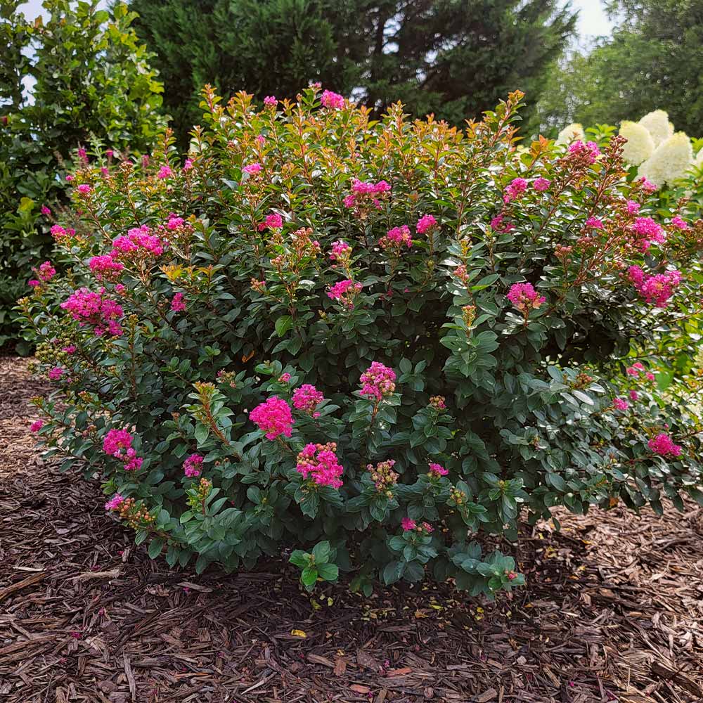 Pocomoke Crape Myrtle Shrub - Image 5