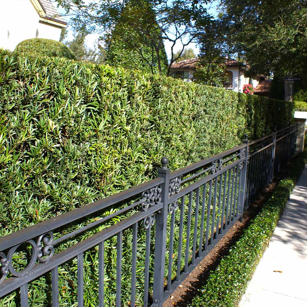 Podocarpus Shrub - Image 2