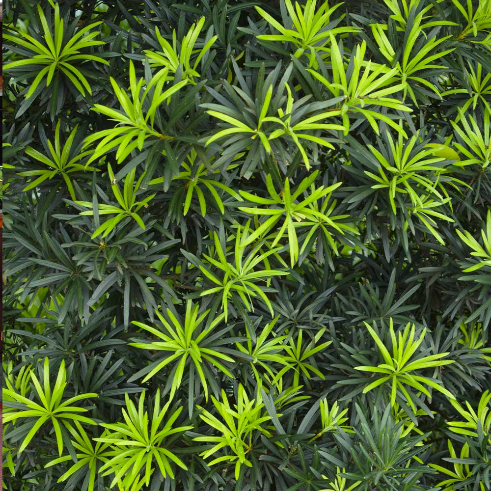 Podocarpus Shrub - Image 3