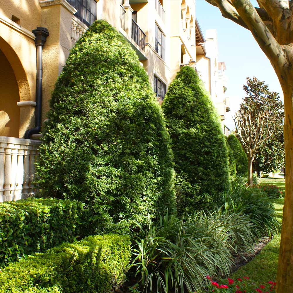 Podocarpus Shrub - Image 4