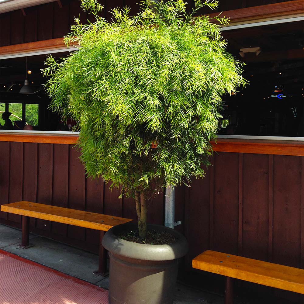 Podocarpus Shrub - Image 6