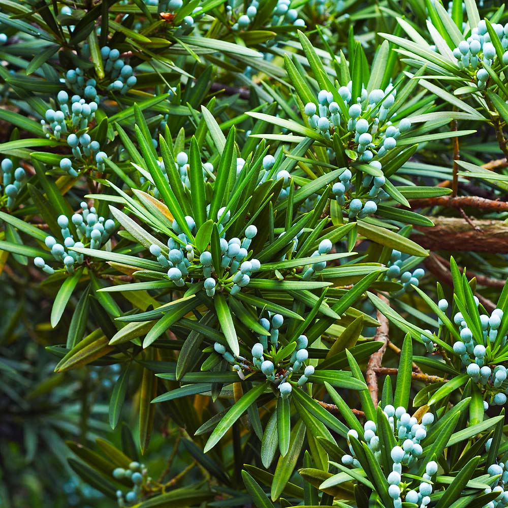 Podocarpus Tree - Image 3