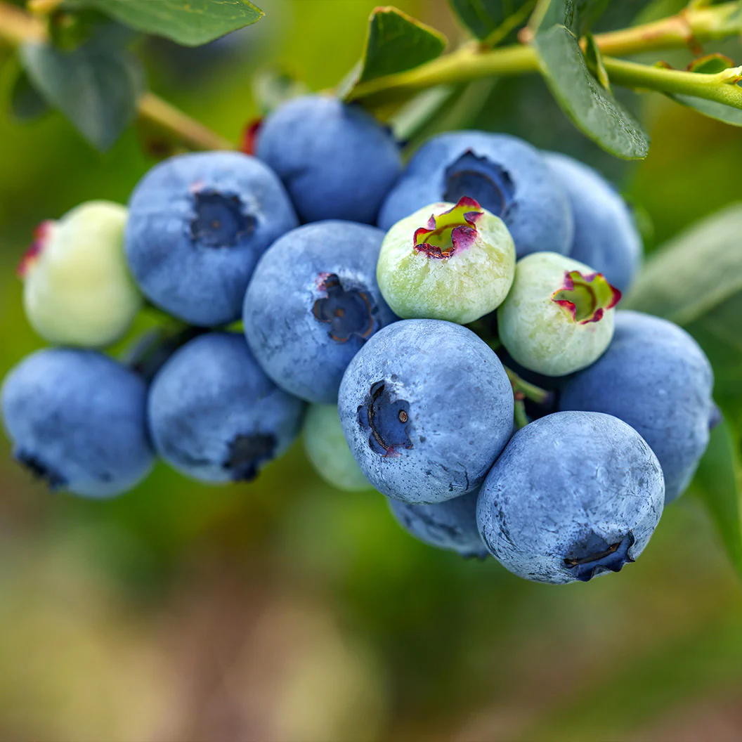 Polaris Blueberry Bush - Image 2