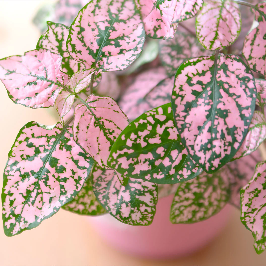 Polka Dot Plant - Image 2