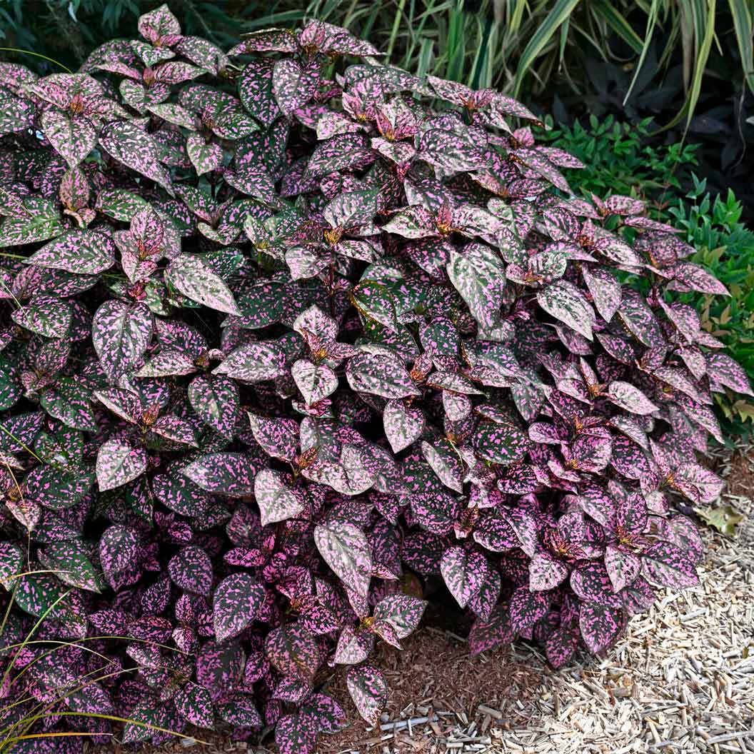 Polka Dot Plant - Image 3