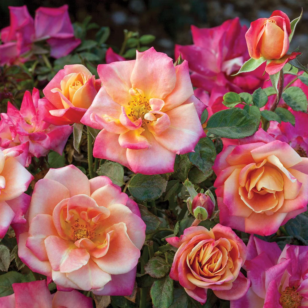 Polynesian Punch Rose Tree - Image 2