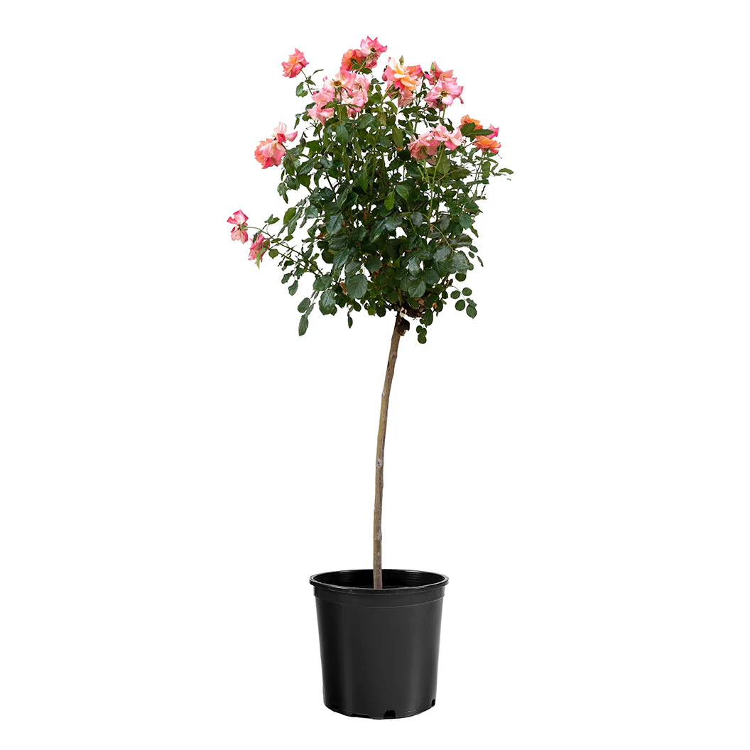 Polynesian Punch Rose Tree - Image 3
