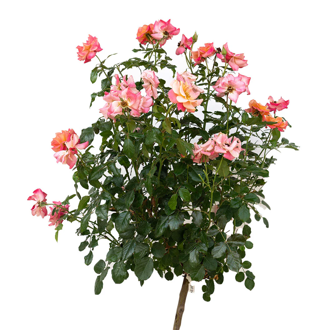 Polynesian Punch Rose Tree - Image 4