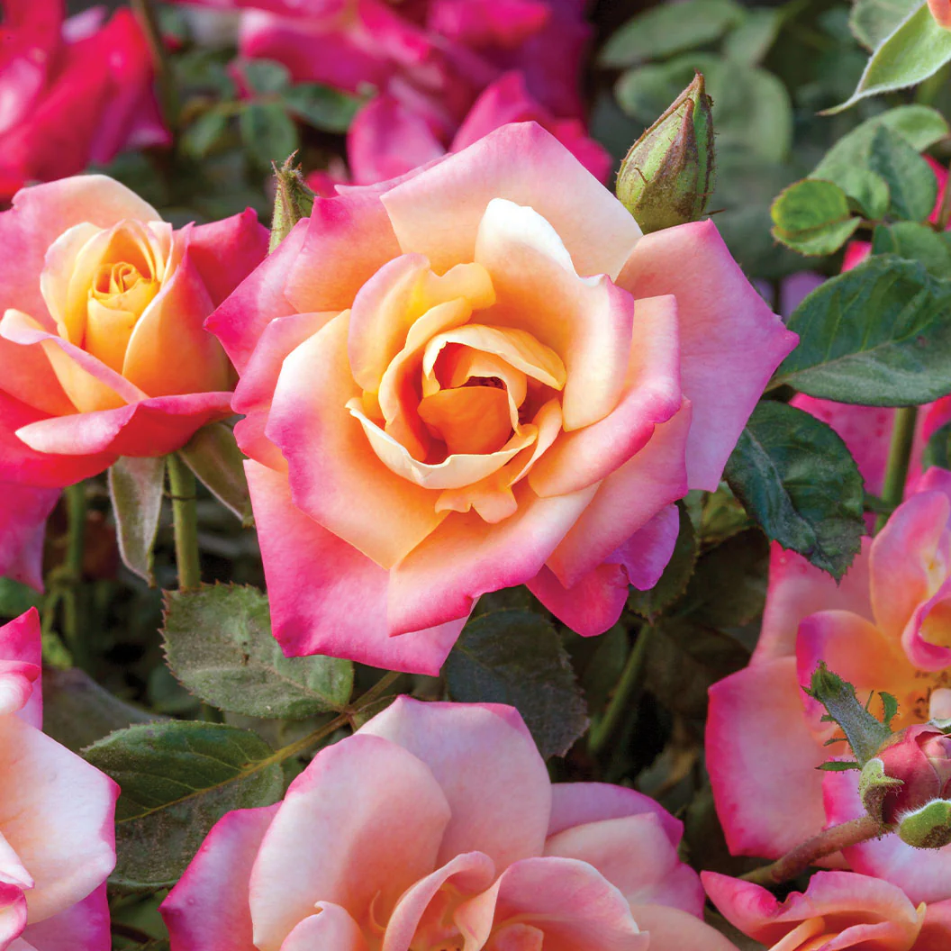 Polynesian Punch Rose Tree - Image 5
