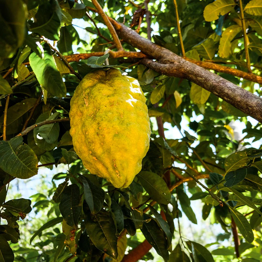Ponderosa Lemon Bush - Image 4