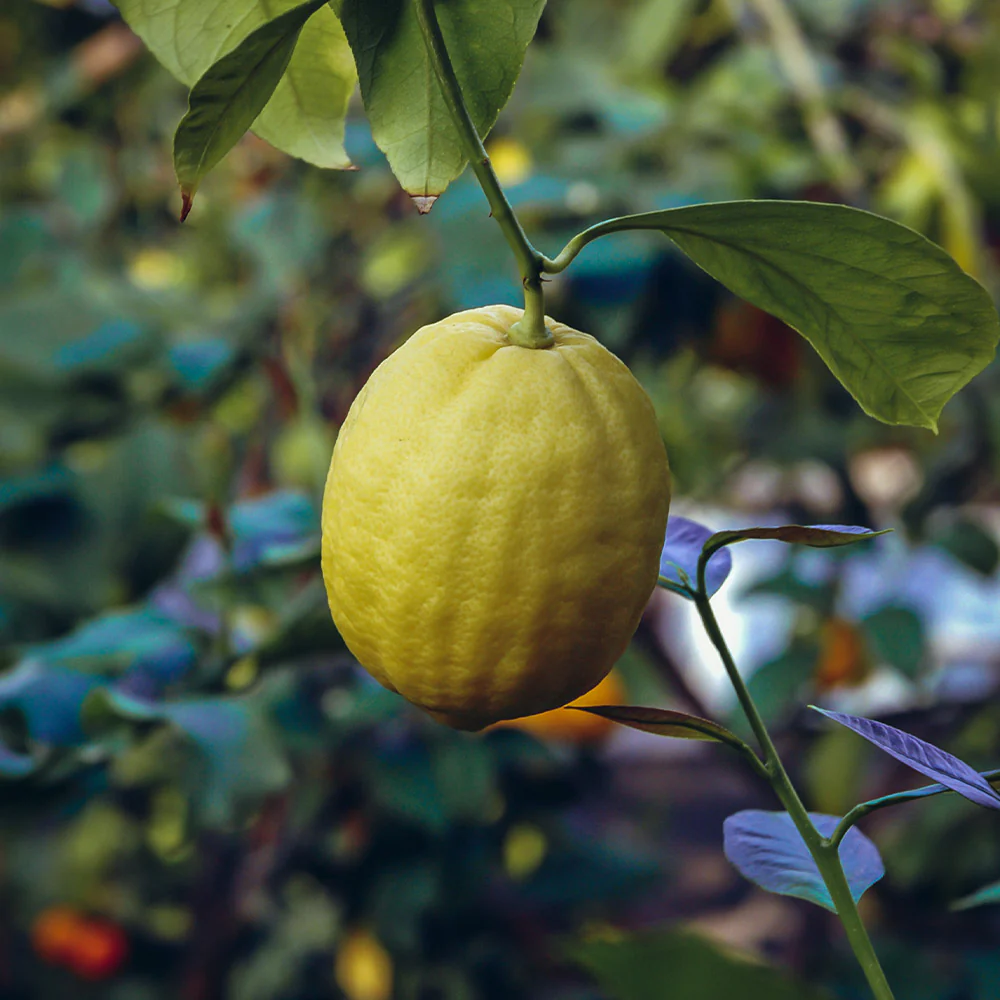 Ponderosa Lemon Tree - Image 2