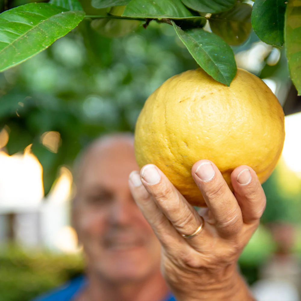 Ponderosa Lemon Tree - Image 3