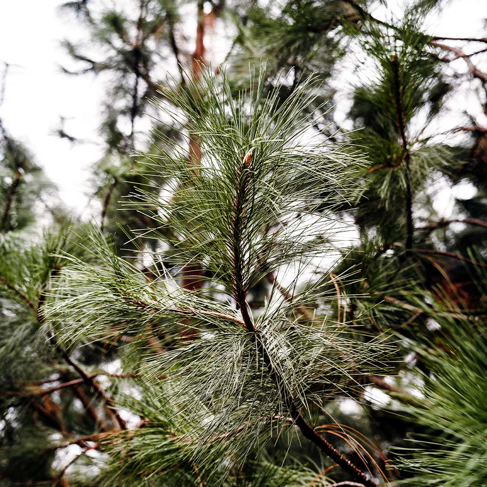 Black Hills Ponderosa Pine Tree - Image 3