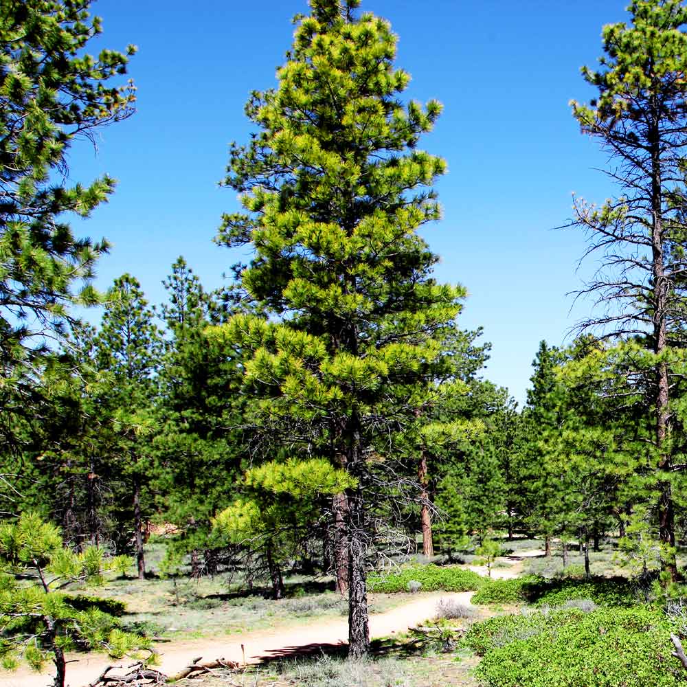 Black Hills Ponderosa Pine Tree - Image 4