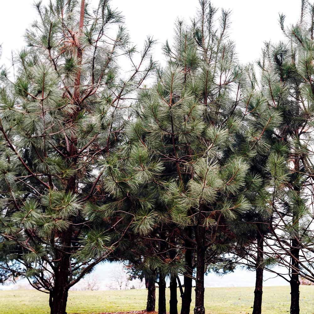 Black Hills Ponderosa Pine Tree - Image 5