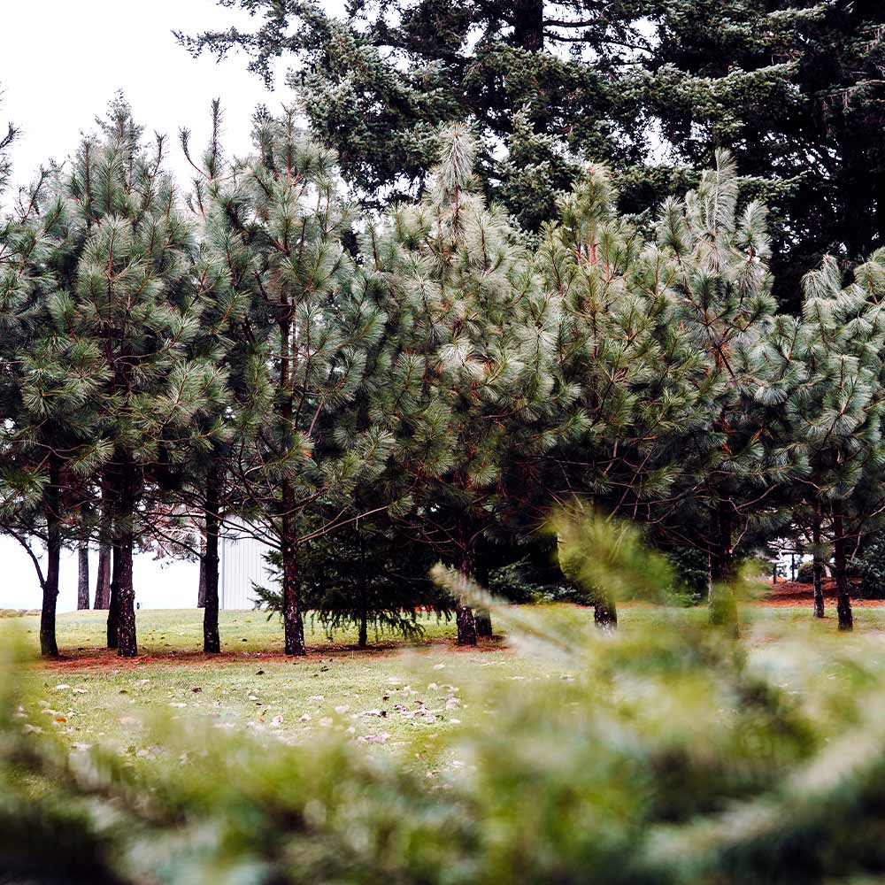Black Hills Ponderosa Pine Tree - Image 6