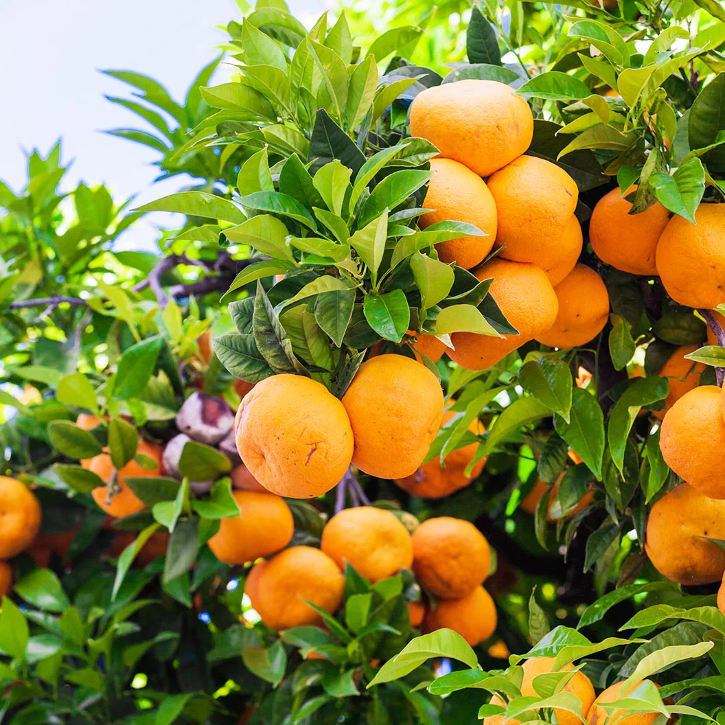 Ponkan Mandarin Tree - Image 2