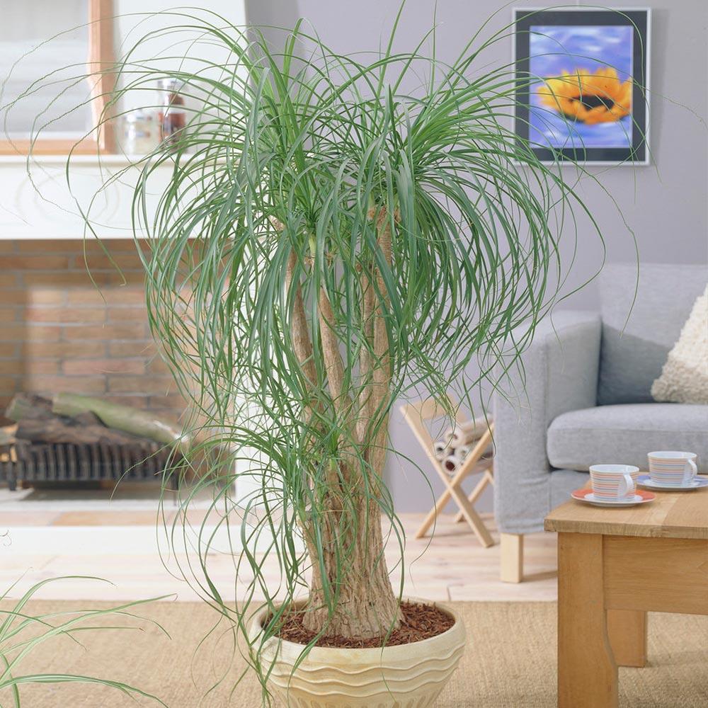 Ponytail Palm - Image 2