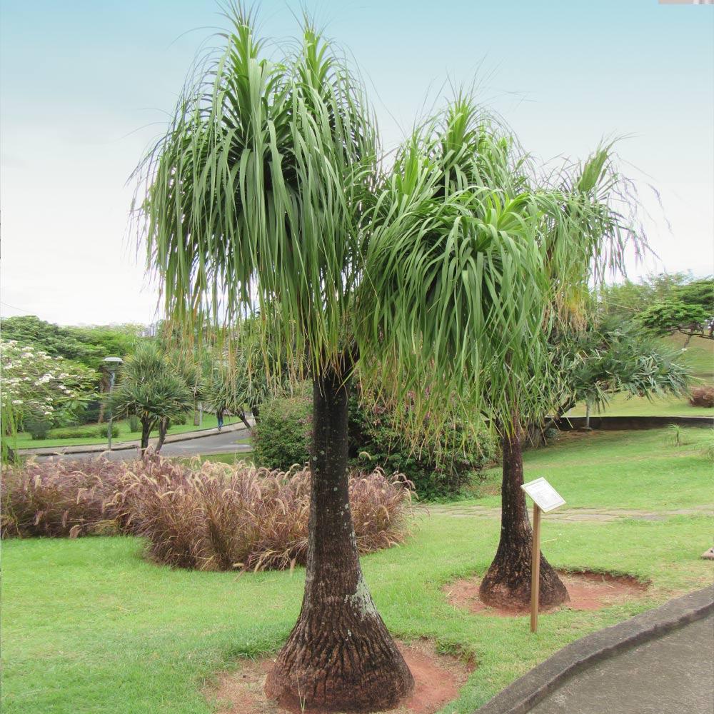 Ponytail Palm - Image 3