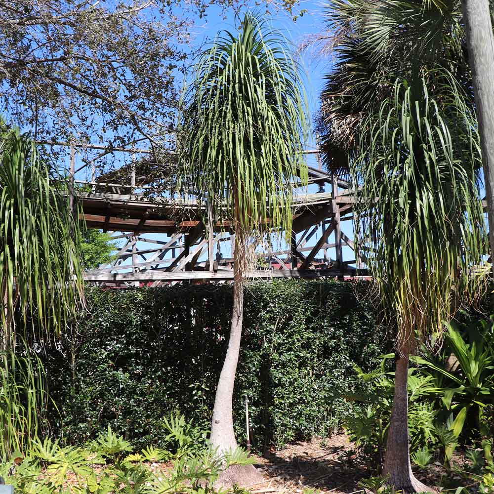 Ponytail Palm - Image 4