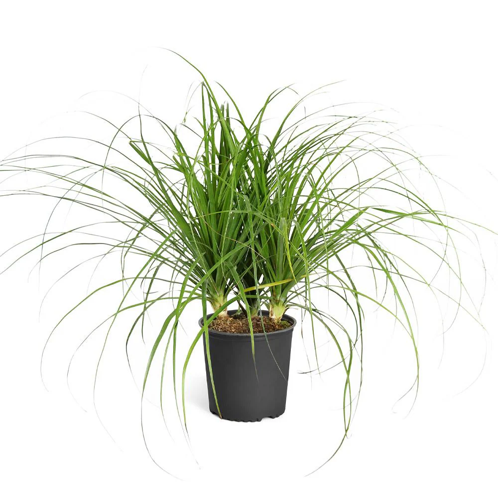Ponytail Palm - Image 6