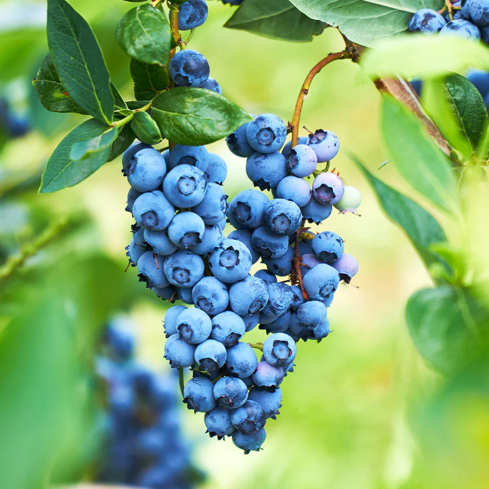 Powderblue Blueberry - Image 2