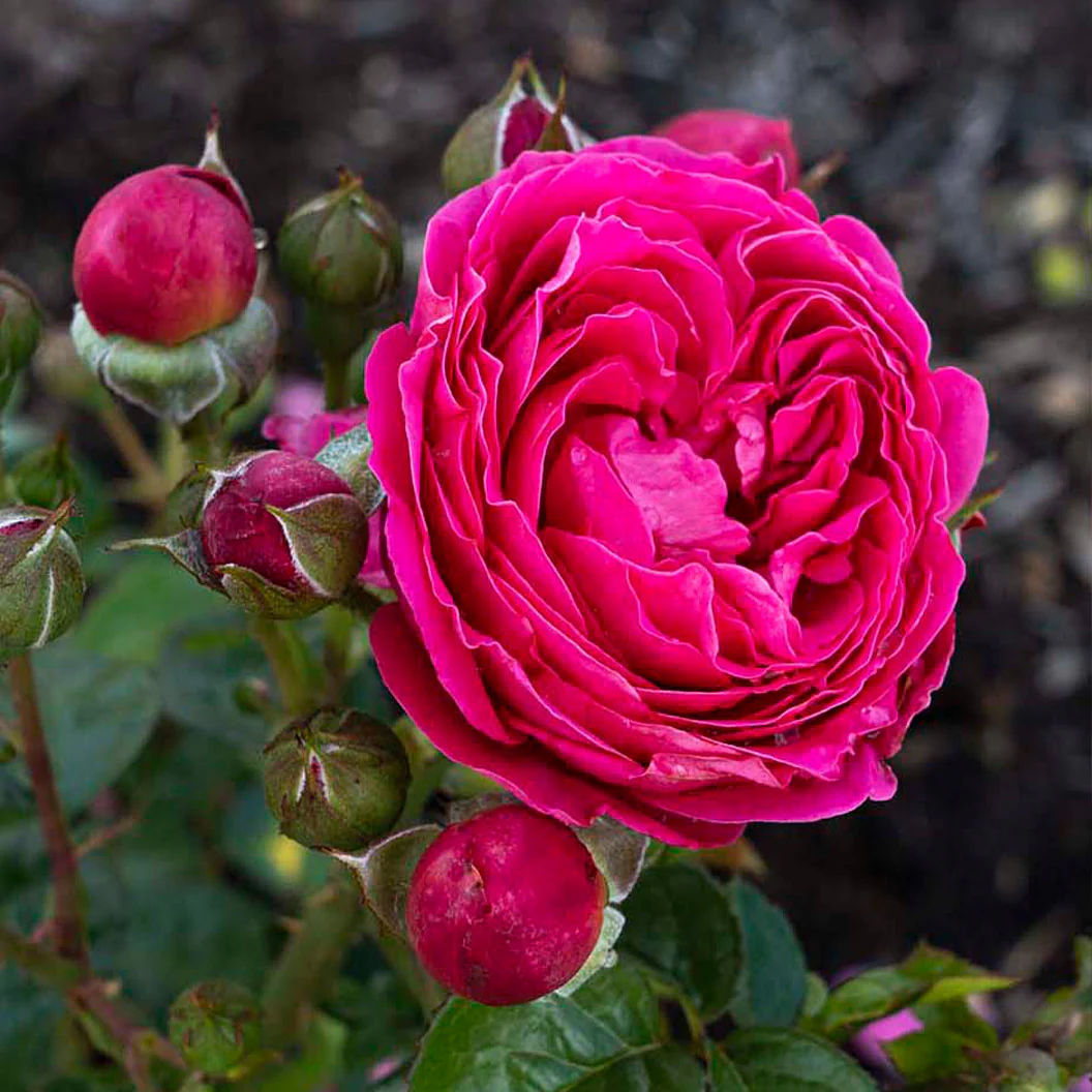 Bloomables® PowerPuff Pink® Rose - Image 2