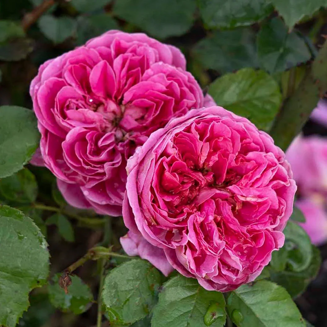 Bloomables® PowerPuff Pink® Rose - Image 3