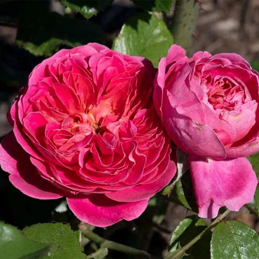 Bloomables® PowerPuff Pink® Rose - Image 4
