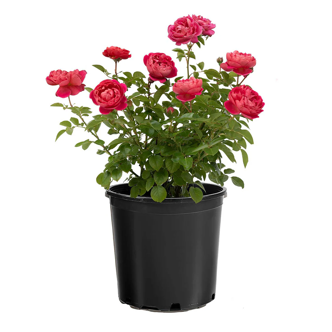 Bloomables® PowerPuff Pink® Rose - Image 5