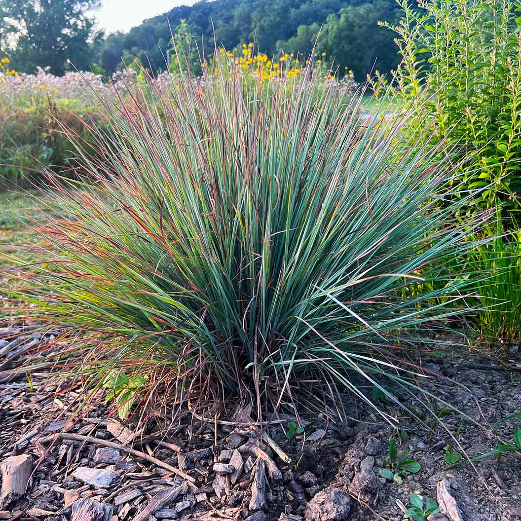 Prairie Blues Little Bluestem Grass - Image 2